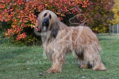 Afghan Hound