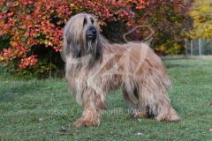 Afghan Hound