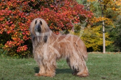 Afghan Hound