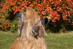 Afghan Hound