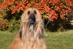 Afghan Hound