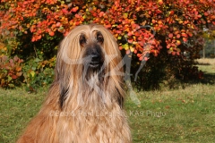 Afghan Hound