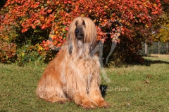 Afghan Hound