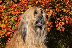 Afghan Hound