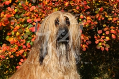 Afghan Hound