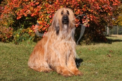 Afghan Hound