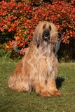 Afghan Hound