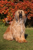 Afghan Hound