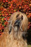 Afghan Hound