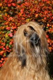 Afghan Hound