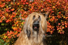 Afghan Hound