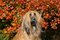 Afghan Hound