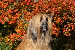 Afghan Hound