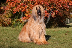 Afghan Hound