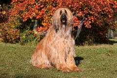 Afghan Hound