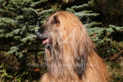 Afghan Hound