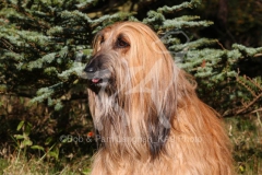 Afghan Hound