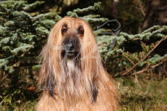 Afghan Hound