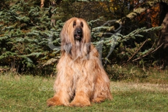 Afghan Hound