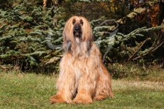 Afghan Hound