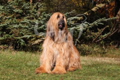 Afghan Hound