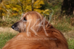 Afghan Hound