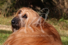 Afghan Hound