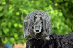 Afghan Hound