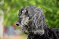 Afghan Hound