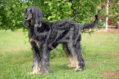 Afghan Hound