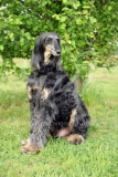 Afghan Hound