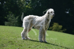 Afghan Hound