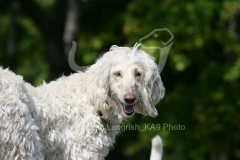 Afghan Hound