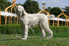 Afghan Hound