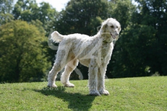 Afghan Hound