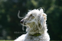 Afghan Hound