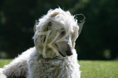 Afghan Hound