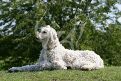 Afghan Hound