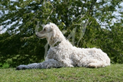 Afghan Hound