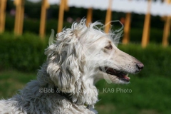 Afghan Hound