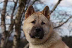 Akita - Japanese