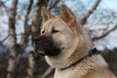 Akita - Japanese