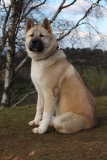 Akita - Japanese