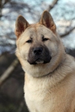 Akita - Japanese