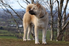 Akita - Japanese