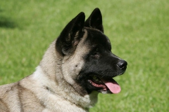 Akita - Japanese