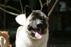 Akita - Japanese