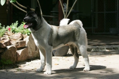 Akita - Japanese