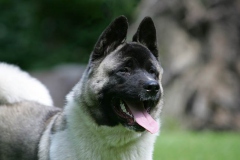 Akita - Japanese