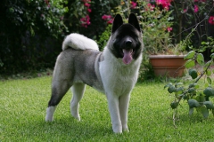 Akita - Japanese